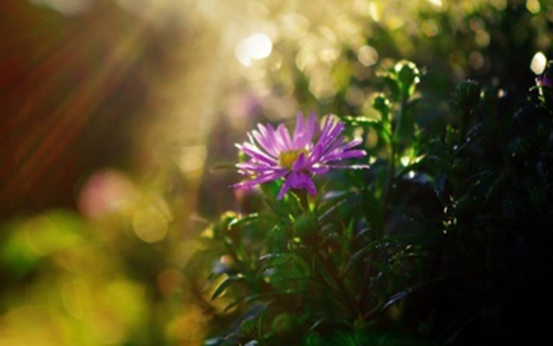 梦见芙蓉是什么意思
