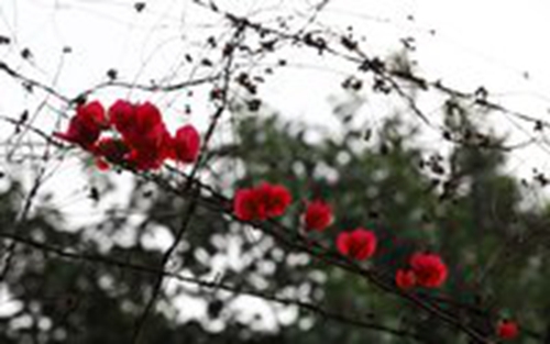梦见侮辱是什么意思