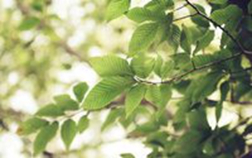 小羊网名有哪些好听